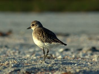 Close-up of bird perching on a land