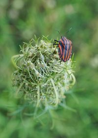 Close-up of bug on plant