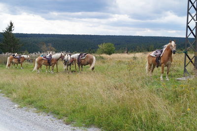 Horses grazing on grassy field against cloudy sky