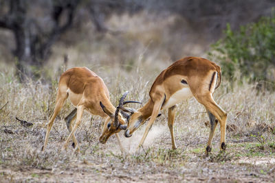 Antelopes fighting on field at national park