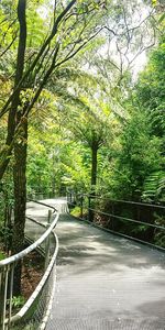 Footpath amidst trees