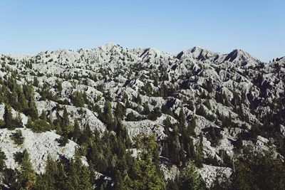 Low angle view of trees against clear sky