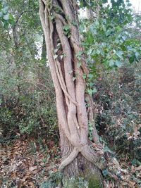 Trees in forest