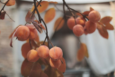 Close-up of orange fruit