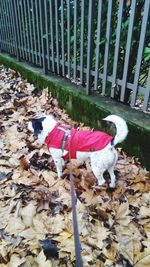 View of dog on the ground