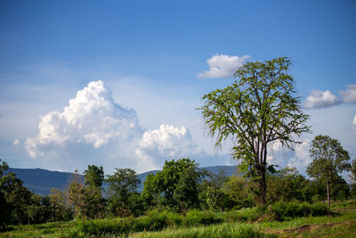 Trees on field against sky