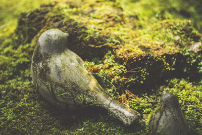 Close-up of lizard on rock