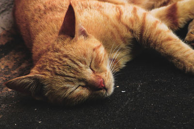 Close-up of cat sleeping
