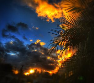 Silhouette of palm trees at sunset