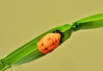 Close-up of ladybug on leaf