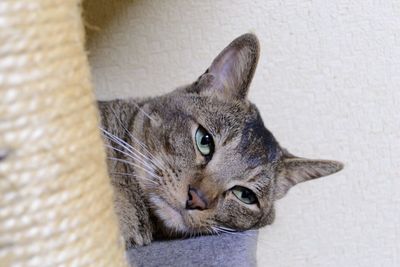 Low angle view of cat looking away