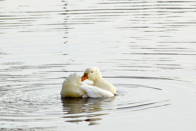 Swan swimming on lake