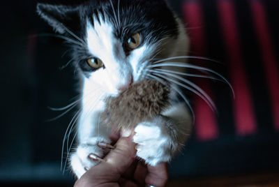 Cropped hand of man holding fur with playful kittens