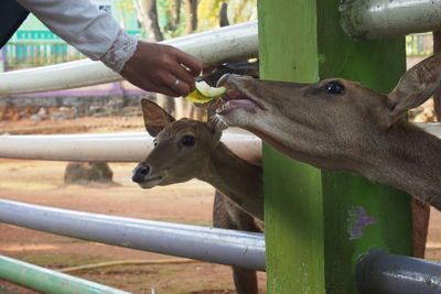 Close-up of hand feeding