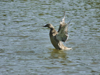 Bird in lake