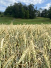 Close-up of wheat field against sky