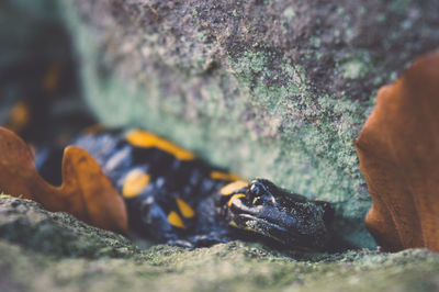 Close-up of fire salamander by rock