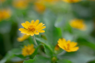 Close-up of yellow flowering plant on field