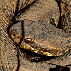 Close-up of lizard