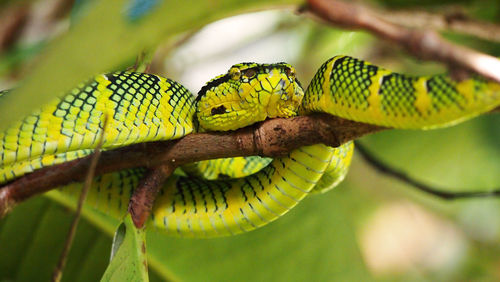 Close-up of yellow lizard on branch