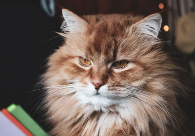 Close-up portrait of a cat