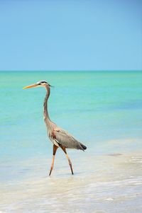 View of bird on beach against sky