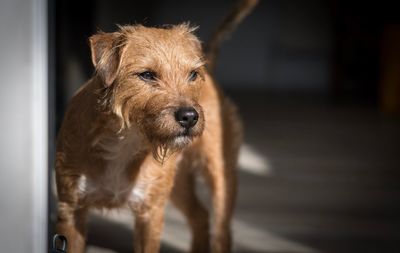 Close-up portrait of dog