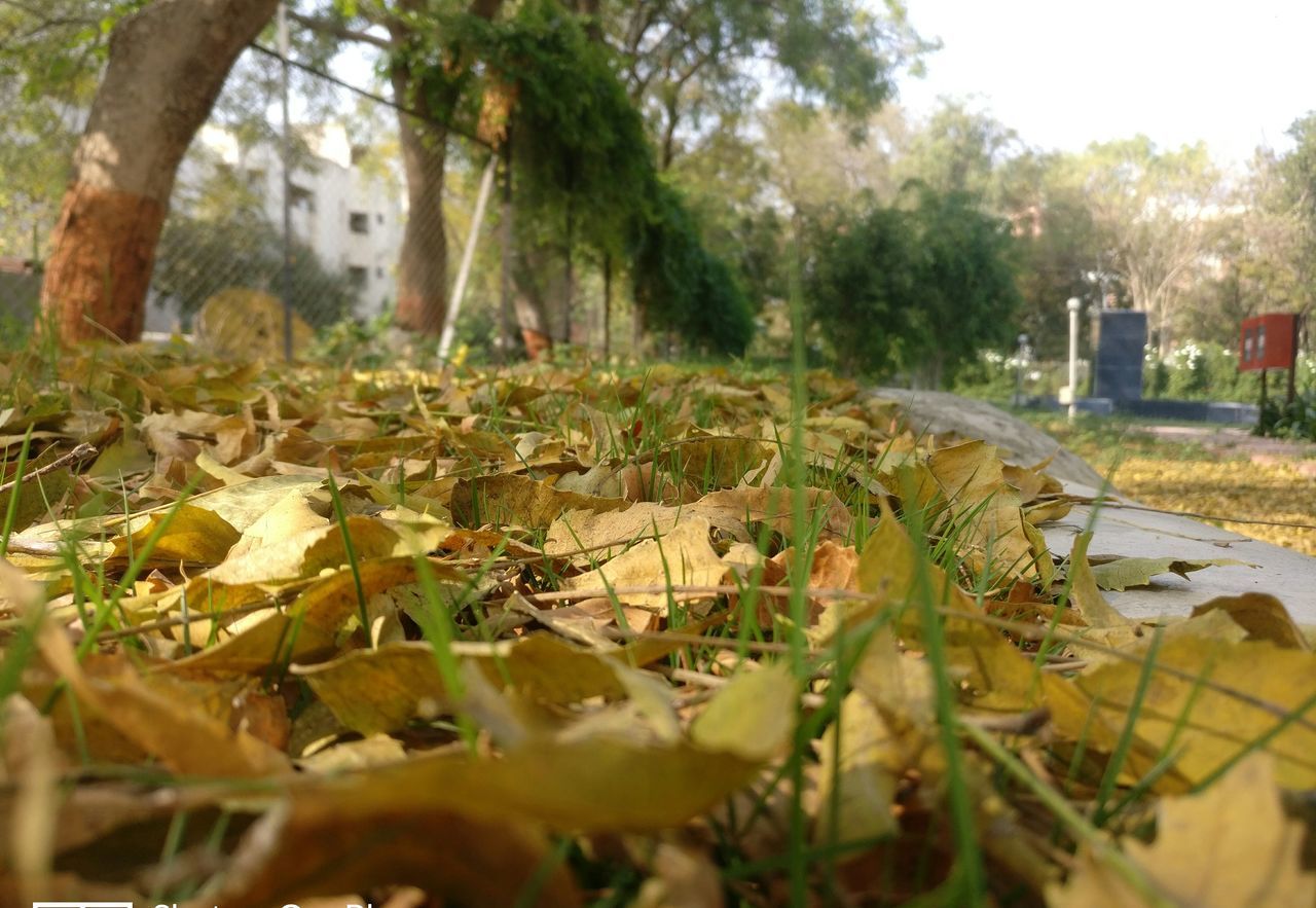 plant, nature, growth, selective focus, tree, no people, plant part, leaf, day, land, transportation, surface level, field, sunlight, outdoors, close-up, grass, tranquility, beauty in nature, green color, leaves