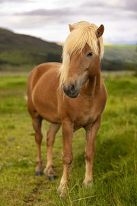 Horse grazing on field
