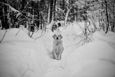 Dog running on snow covered field