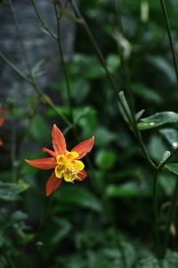 Close-up of orange flowering plant