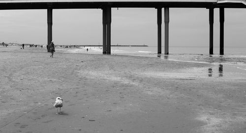 View of dog on beach