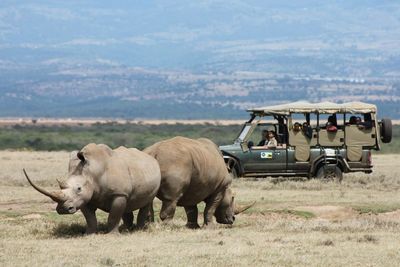 Sheep grazing on field