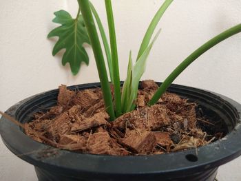 High angle view of potted plant