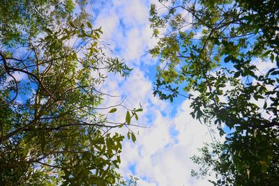 Low angle view of flower tree against sky