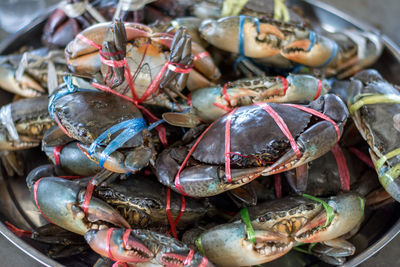 High angle view of fish for sale at market