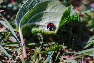 Close-up of ladybug on leaf