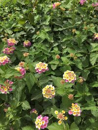 Close-up of flowers blooming outdoors