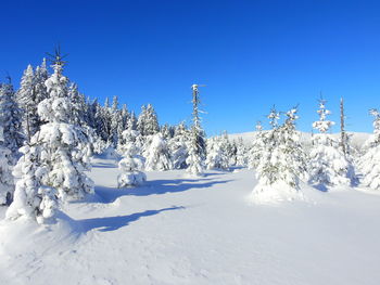 Snow covered plants against blue sky