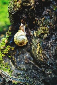 Close-up of snail