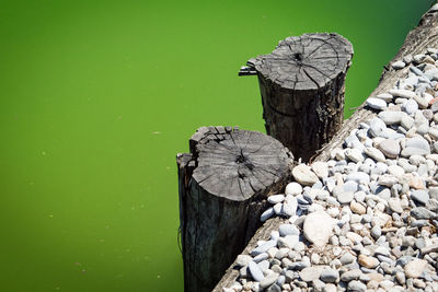 Close-up of perching on tree stump by lake