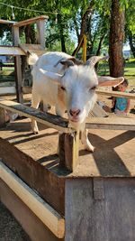 Portrait of goat in pen