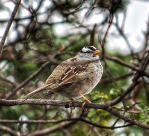 Low angle view of bird perching on branch