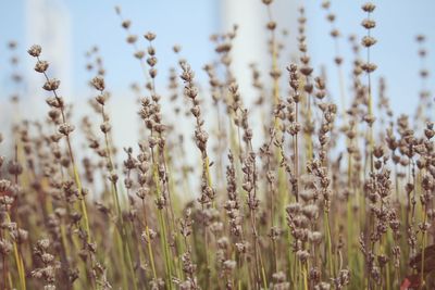 Close-up of plants growing on field