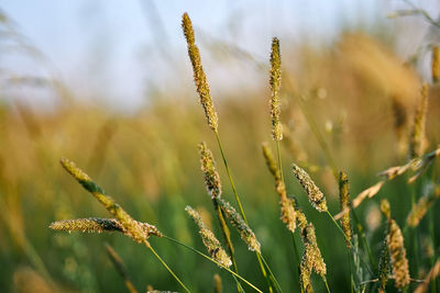 Close-up of stalks in field