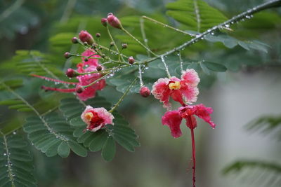 Close-up of red flowering plant