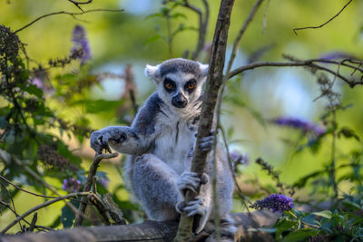 Portrait of lemur sitting on tree