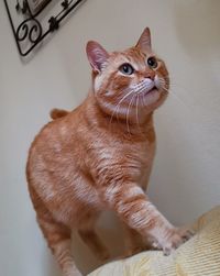 Close-up of a cat looking away