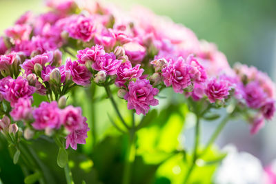 Close-up of pink flowering plants