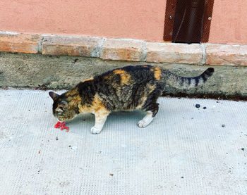 High angle view of cat on wall